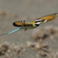 Żołna białogardła - Merops albicollis - White-throated Bee-eater