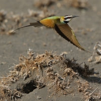 Żołna białogardła - Merops albicollis - White-throated Bee-eater