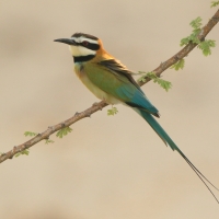 Żołna białogardła - Merops albicollis - White-throated Bee-eater