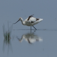 Szablodziób - Pied Avocet