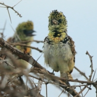 Brodal ciemnodzioby - Trachyphonus darnaudii usambiro - Usambiro Barbet
