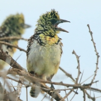 Brodal ciemnodzioby - Trachyphonus darnaudii usambiro - Usambiro Barbet