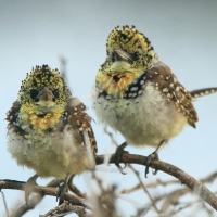 Brodal ciemnodzioby - Trachyphonus darnaudii usambiro - Usambiro Barbet