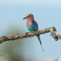 Kraska liliowopierśna - Coracias caudatus - Lilac-breasted Roller