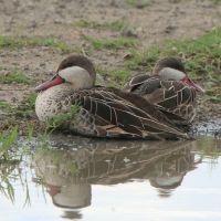 Srebrzanka czerwonodzioba - Anas erythrorhyncha - Red-billed Teal