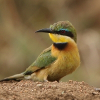 Żołna mała - Merops pusillus - Little Bee-eater
