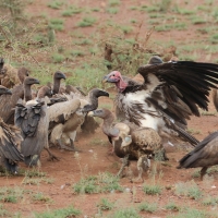 Sęp uszaty - Torgos tracheliotos - Lappet-faced Vulture
