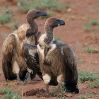 Sęp afrykański - Gyps africanus - White-backed Vulture