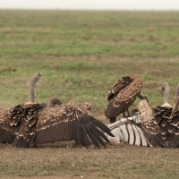 Sęp plamisty - Gyps rueppelli - Rüppell's Vulture
