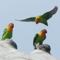 Nierozłączka rudogłowa - Agapornis fischeri - Fischer's Lovebird