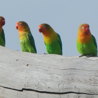 Nierozłączka rudogłowa - Agapornis fischeri - Fischer's Lovebird