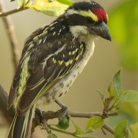 Głowaczek białogardły - Tricholaema diademata - Red-fronted Barbet