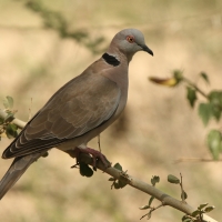 Synogarlica okularowa - Streptopelia decipiens - African Mourning Dove
