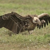 Sęp plamisty - Gyps rueppelli - Rüppell's Vulture