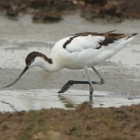 Szablodziób - Pied Avocet