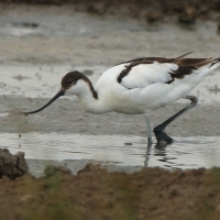 Szablodziób - Pied Avocet