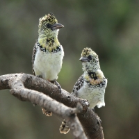 Brodal ciemnodzioby - Trachyphonus darnaudii usambiro - Usambiro Barbet