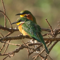 Żołna rdzawobrzucha - Merops lafresnayii oreobates - Cinnamon-chested Bee-eater