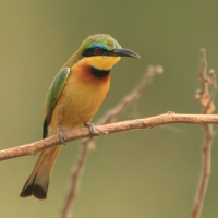 Żołna mała - Merops pusillus - Little Bee-eater