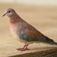 Synogarlica senegalska - Streptopelia senegalensis - Laughing Dove