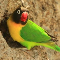 Nierozłączka czarnogłowa - Agapornis personatus - Yellow-collared Lovebird