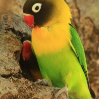 Nierozłączka czarnogłowa - Agapornis personatus - Yellow-collared Lovebird