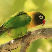 Nierozłączka czarnogłowa - Agapornis personatus - Yellow-collared Lovebird
