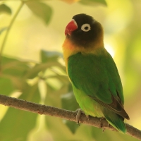 Nierozłączka czarnogłowa - Agapornis personatus - Yellow-collared Lovebird
