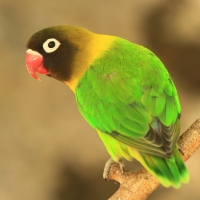 Nierozłączka czarnogłowa - Agapornis personatus - Yellow-collared Lovebird