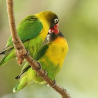 Nierozłączka czarnogłowa - Agapornis personatus - Yellow-collared Lovebird