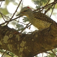 Dzięcioł sawannowy - Chloropicus namaquus - Bearded Woodpecker