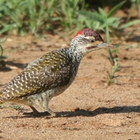 Dzięciolik złotosterny - Geocolaptes abingoni - Golden-tailed Woodpecker