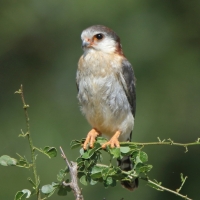 Sokolik czerwonooki - Polihierax semitorquatus - African Pygmy Falcon