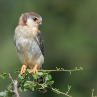 Sokolik czerwonooki - Polihierax semitorquatus - African Pygmy Falcon