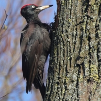 Dzięcioł czarny - Dryocopus martius - Black Woodpecker