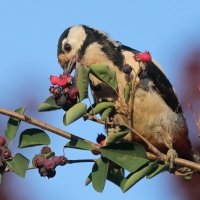 Dzięcioł duży - Dendrocopos major - Great Spotted Woodpecker
