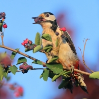 Dzięcioł duży - Dendrocopos major - Great Spotted Woodpecker