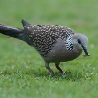 Synogarlica perłoszyja - Streptopelia chinensis - Spotted Dove
