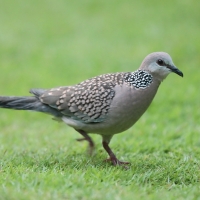 Synogarlica perłoszyja - Streptopelia chinensis - Spotted Dove