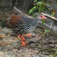 Kuropatwiak cejloński - Galloperdix bicalcarata - Sri Lanka Spurfowl