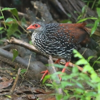 Kuropatwiak cejloński - Galloperdix bicalcarata - Sri Lanka Spurfowl