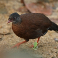 Kuropatwiak cejloński - Galloperdix bicalcarata - Sri Lanka Spurfowl