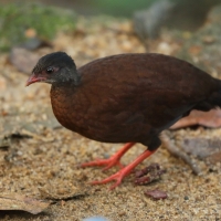 Kuropatwiak cejloński - Galloperdix bicalcarata - Sri Lanka Spurfowl