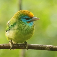 Pstrogłów żółtoczelny - Psilopogon flavifrons - Yellow-fronted Barbet