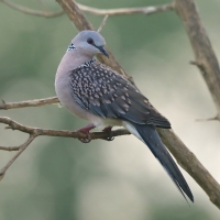 Synogarlica perłoszyja - Streptopelia chinensis - Spotted Dove