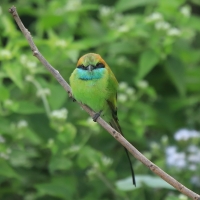 Żołna wschodnia - Merops orientalis - Green Bee-eater