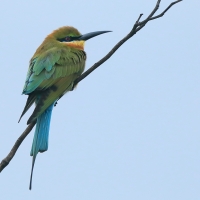 Żołna modrosterna - Merops philippinus - Blue-tailed Bee-eater