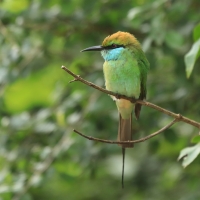 Żołna wschodnia - Merops orientalis - Green Bee-eater