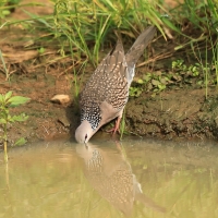 Synogarlica perłoszyja - Streptopelia chinensis - Spotted Dove