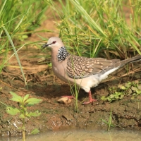 Synogarlica perłoszyja - Streptopelia chinensis - Spotted Dove